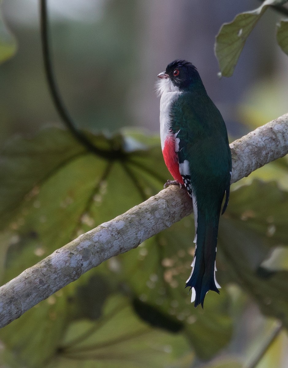 Cuban Trogon - ML89837411