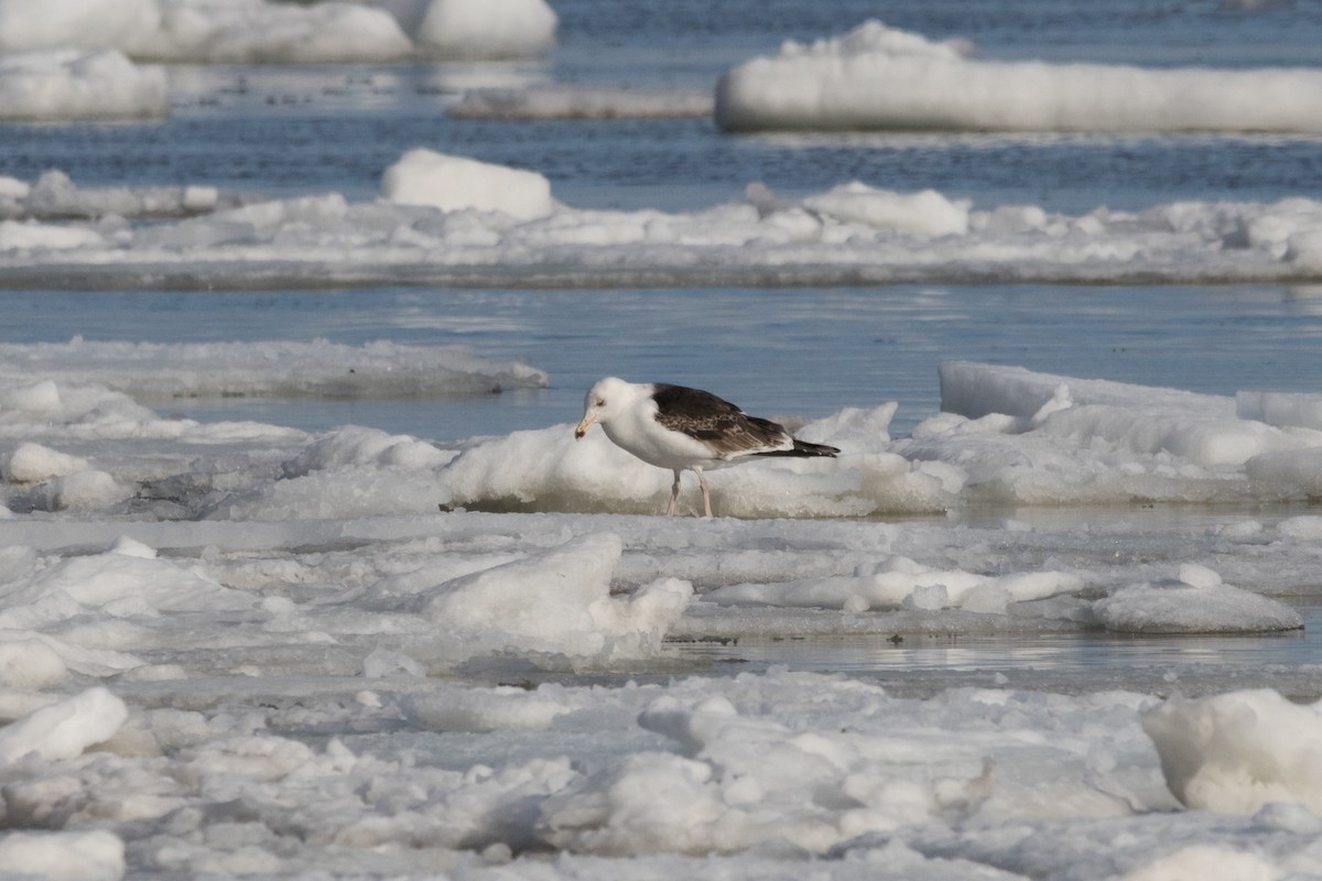 Great Black-backed Gull - ML89837501