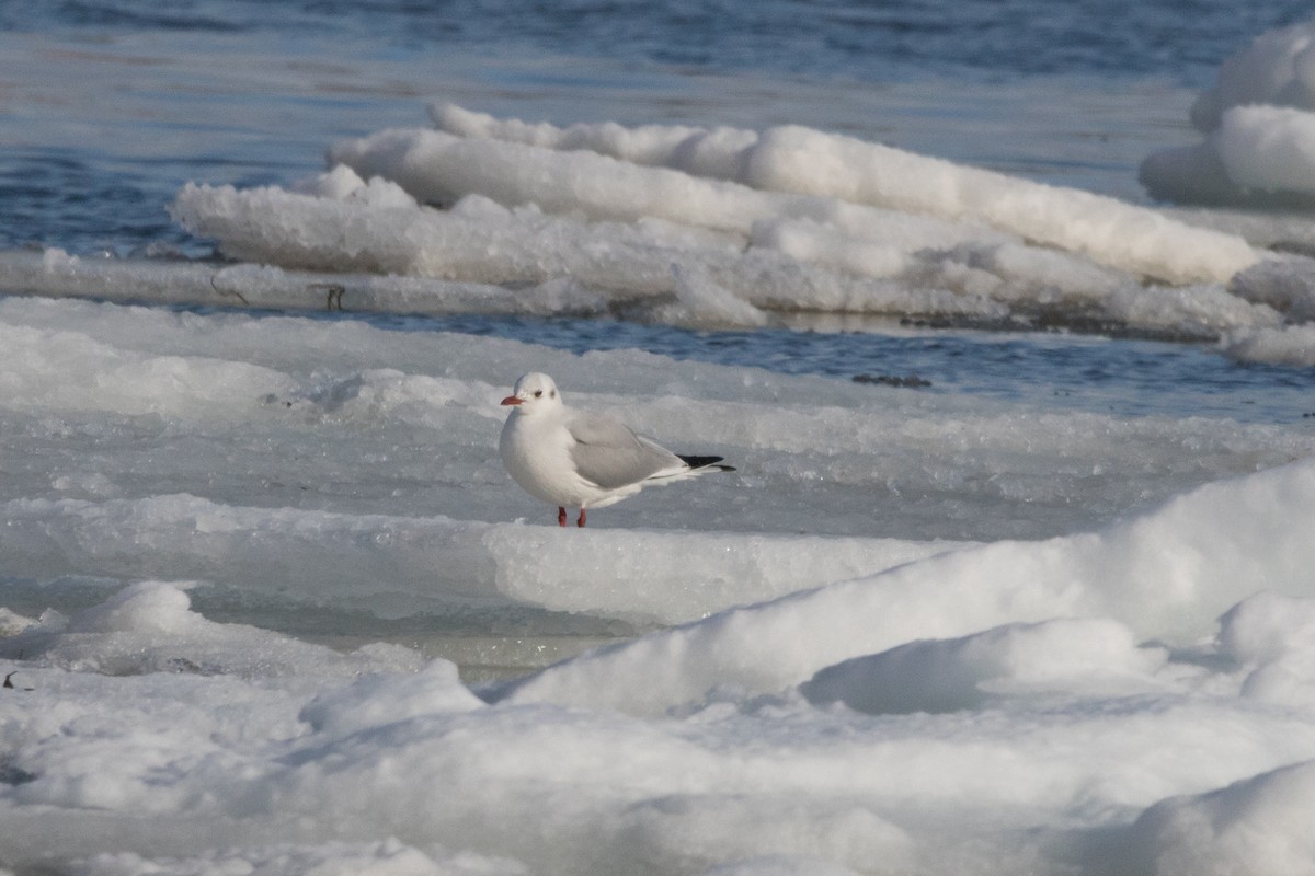 Black-headed Gull - ML89837581