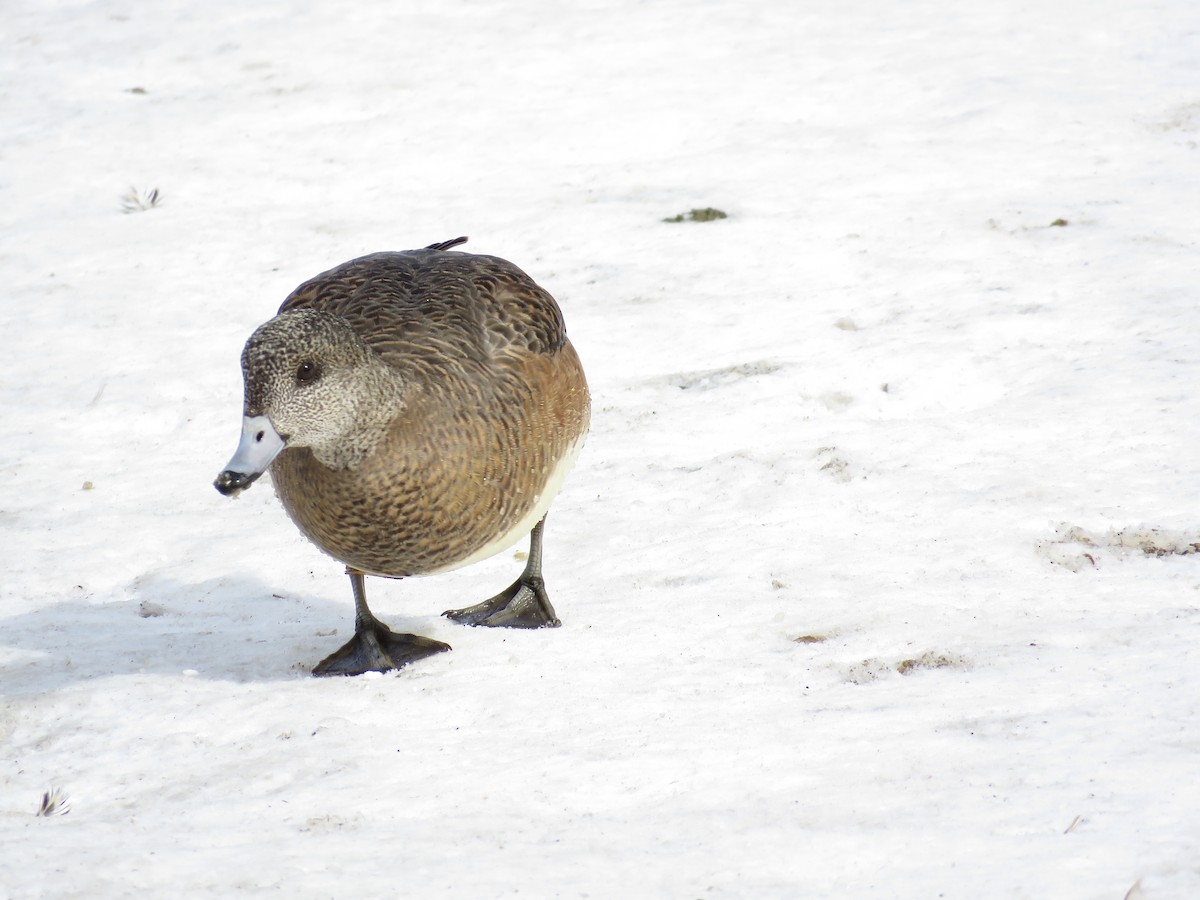 American Wigeon - Gilbert Côté