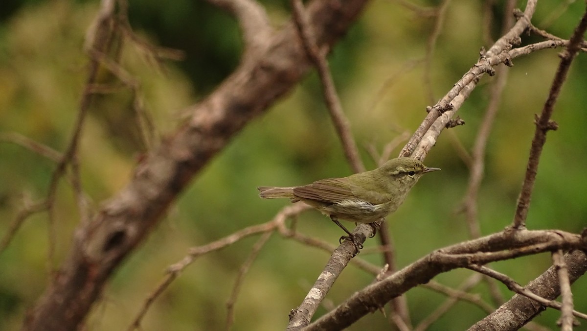 Tytler's Leaf Warbler - ML89839161