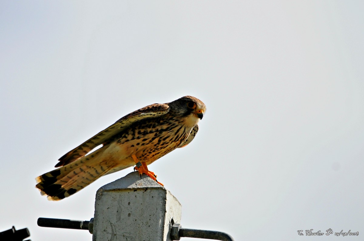 Eurasian Kestrel - Carl  Hawker