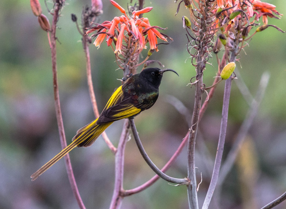 Golden-winged Sunbird - Kevin Vande Vusse