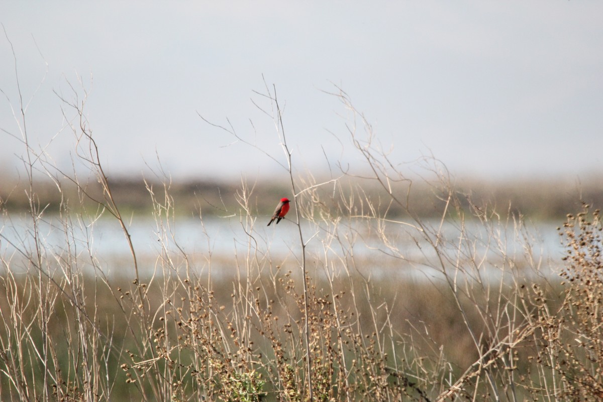 Vermilion Flycatcher - Michele Swartout