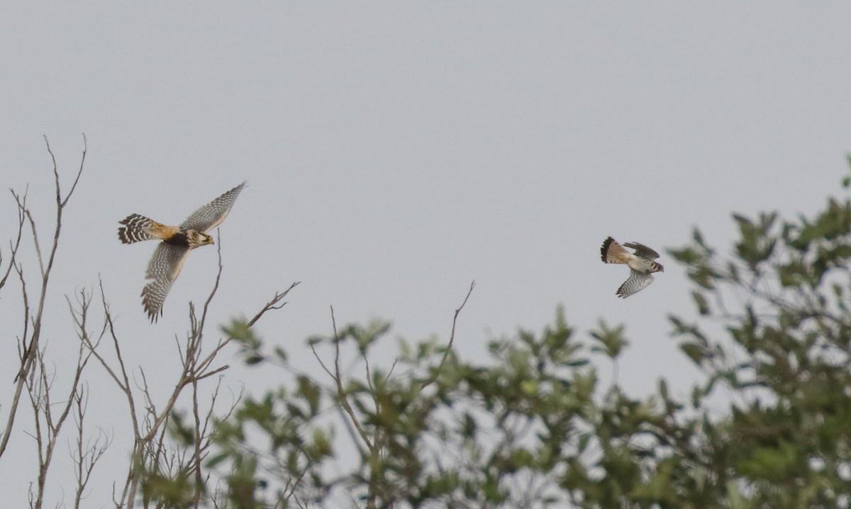 American Kestrel - ML89840451