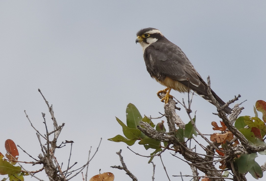 Aplomado Falcon - Dave Curtis