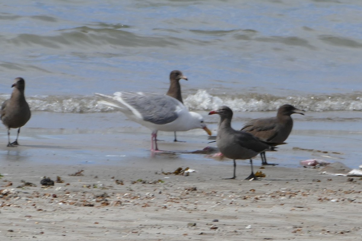 Glaucous-winged Gull - ML89840621