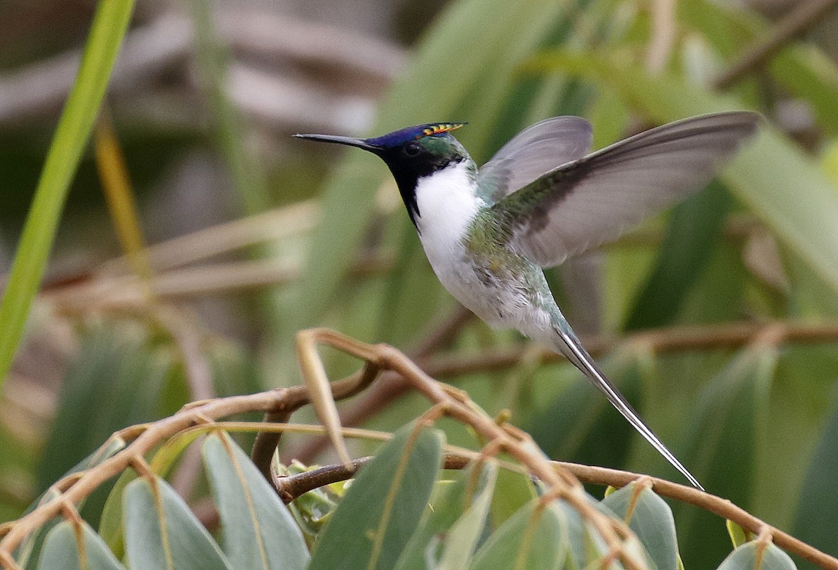 Goldhauben-Schmuckkolibri - ML89840901