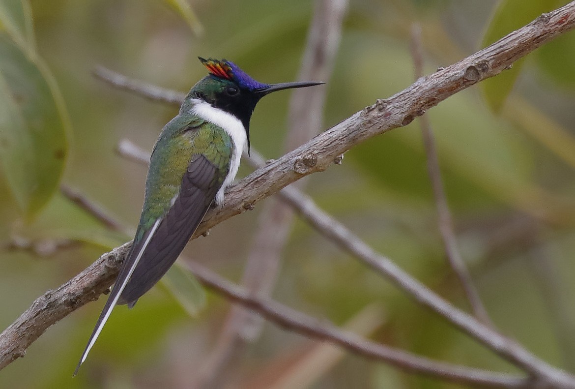 Colibrí Cornudito - ML89840911