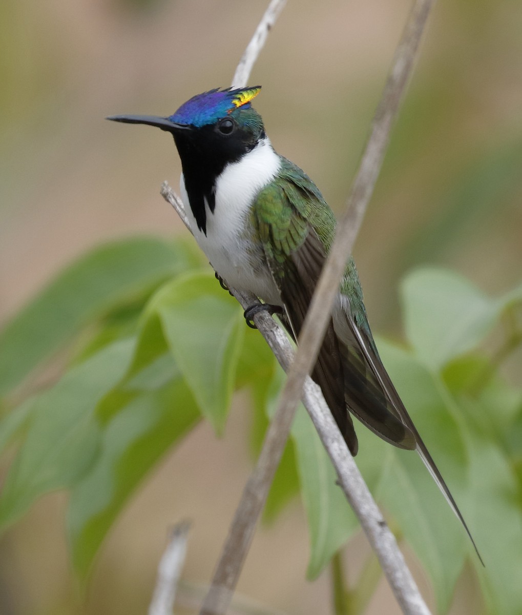 Colibrí Cornudito - ML89840931