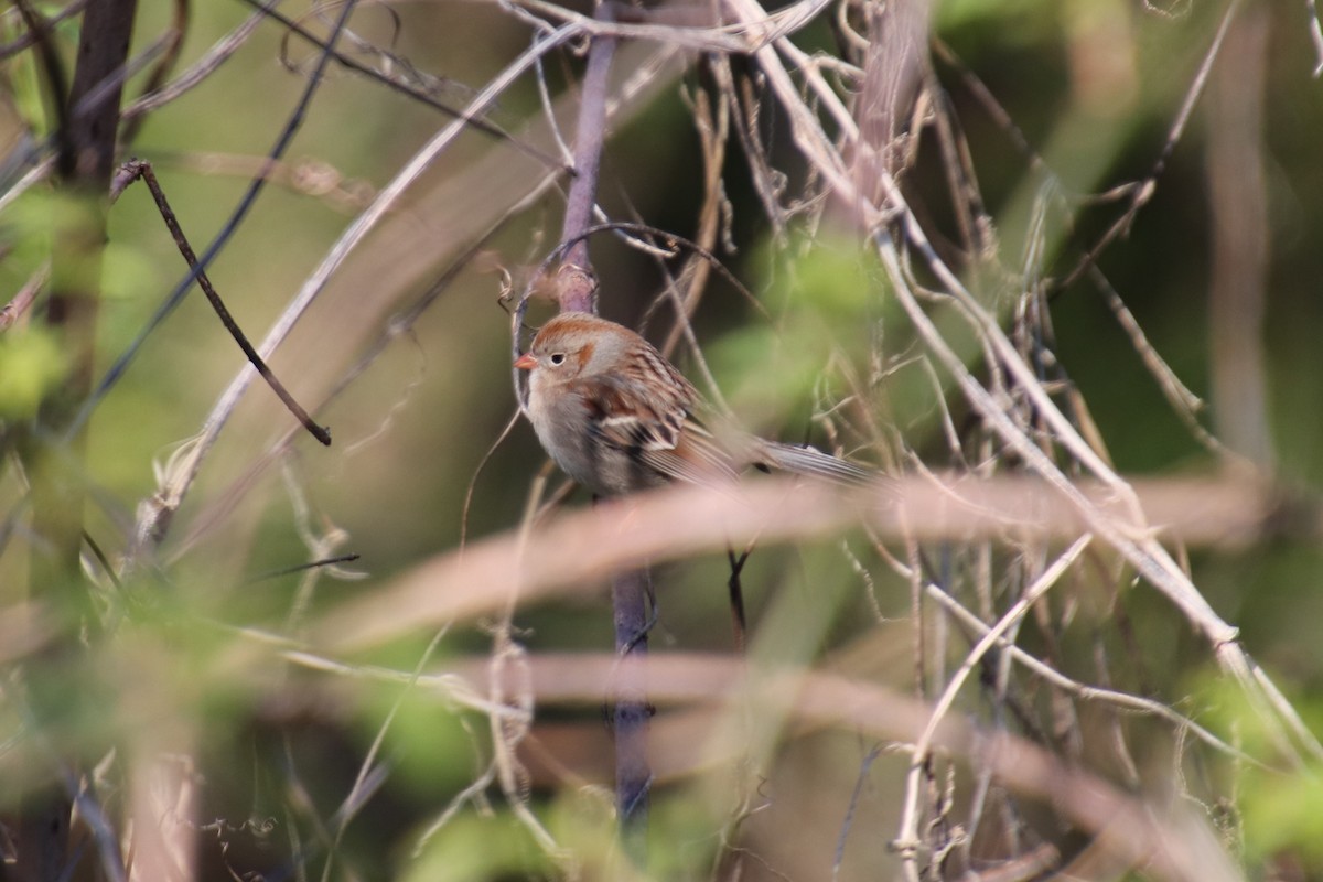 Field Sparrow - ML89841111