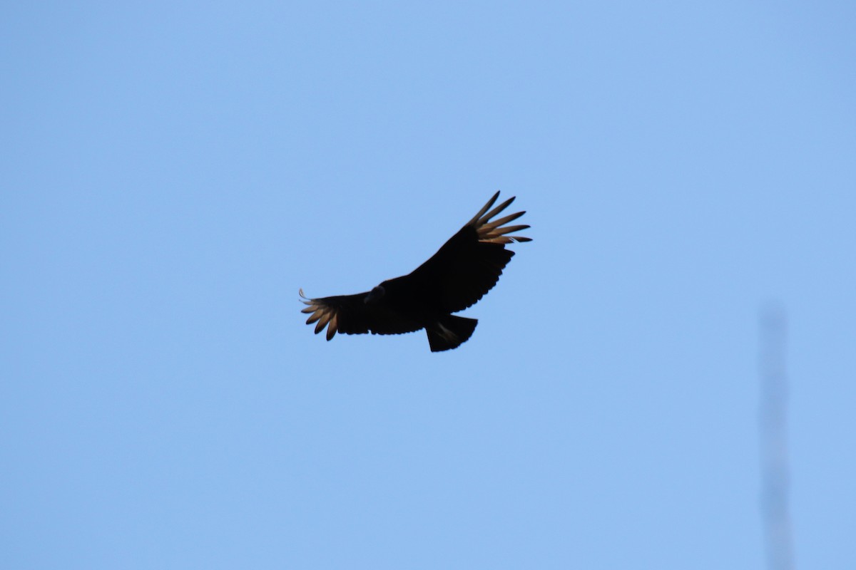 Black Vulture - ML89841211