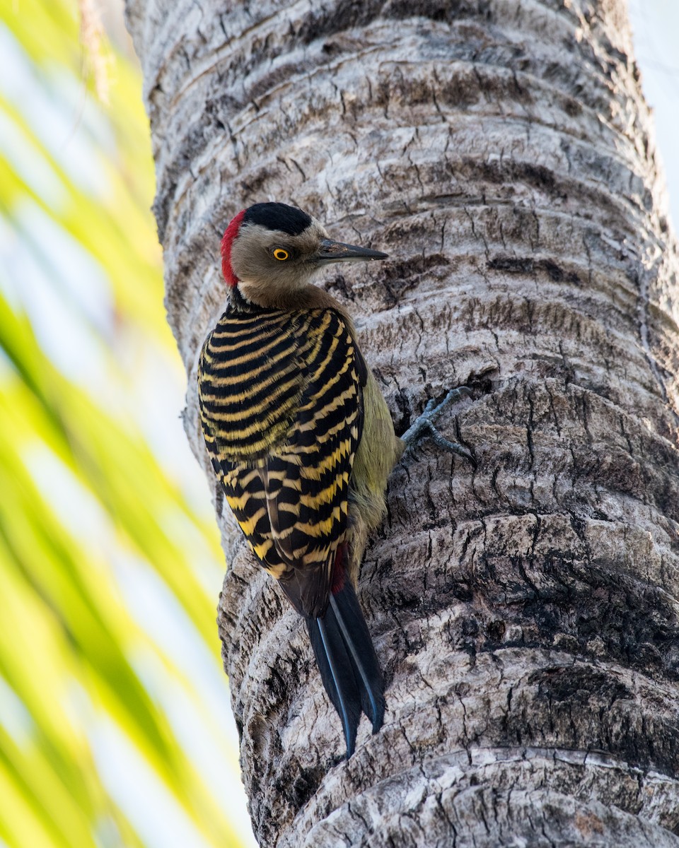 Hispaniolan Woodpecker - Hank Davis
