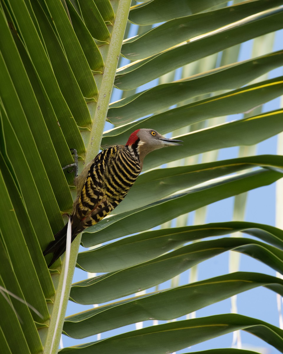 Hispaniolan Woodpecker - ML89842331