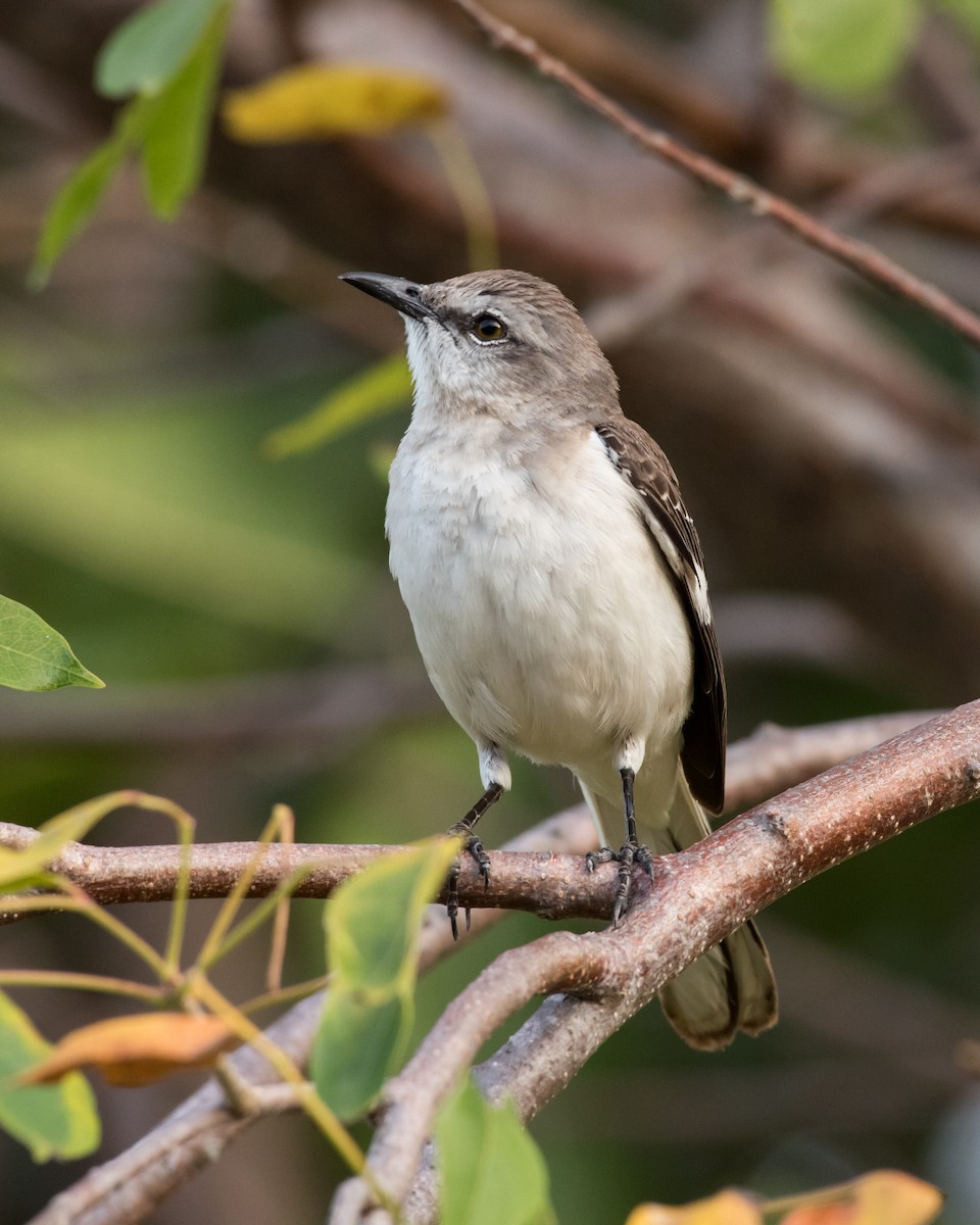 Northern Mockingbird - ML89842451