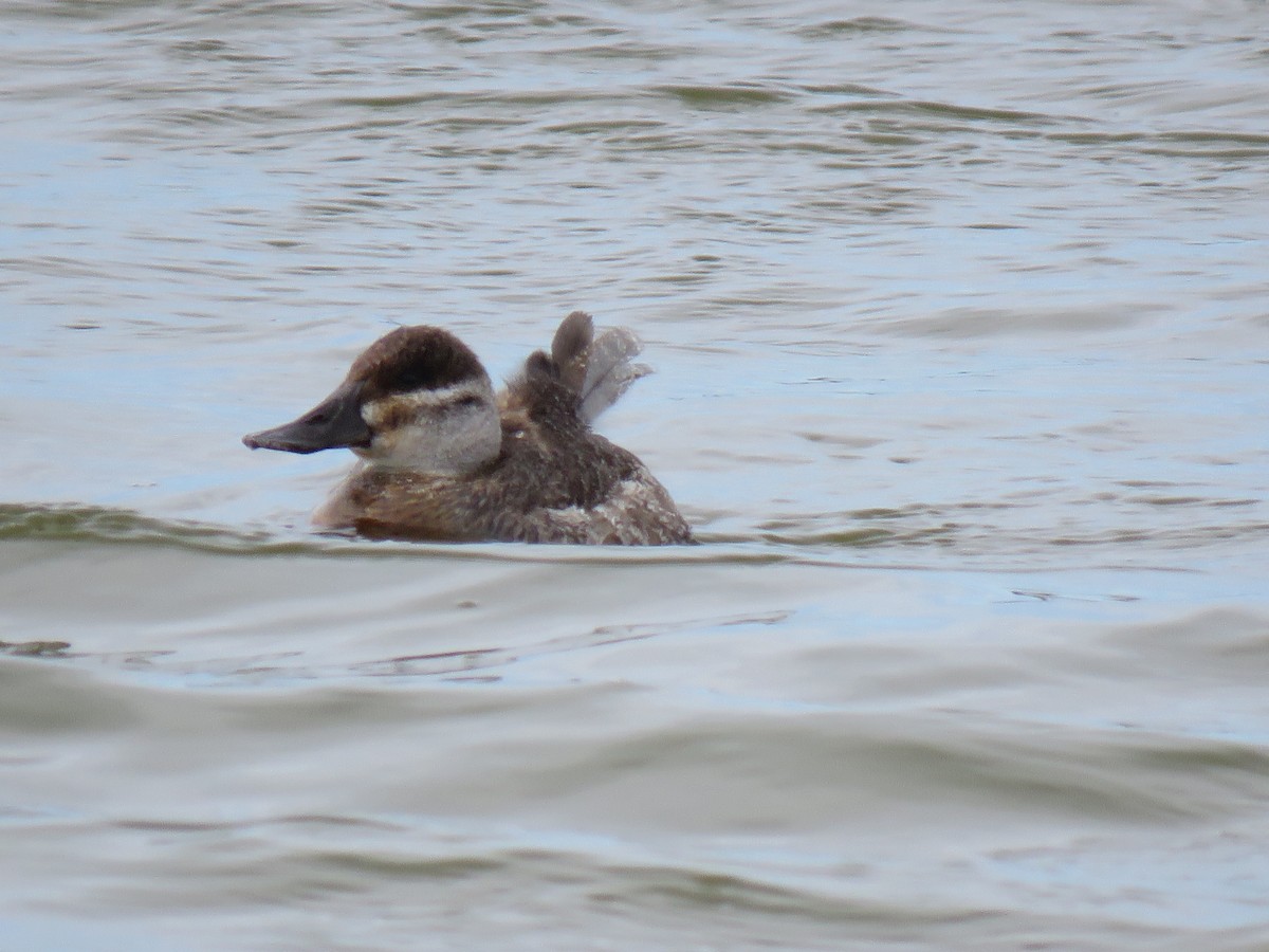 Ruddy Duck - ML89842661