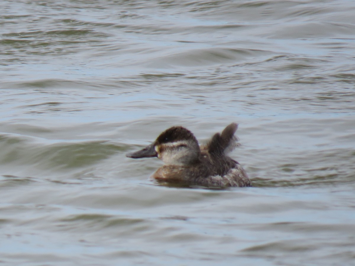 Ruddy Duck - ML89842761