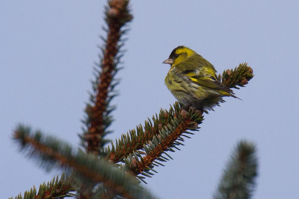 Eurasian Siskin - Ric Else