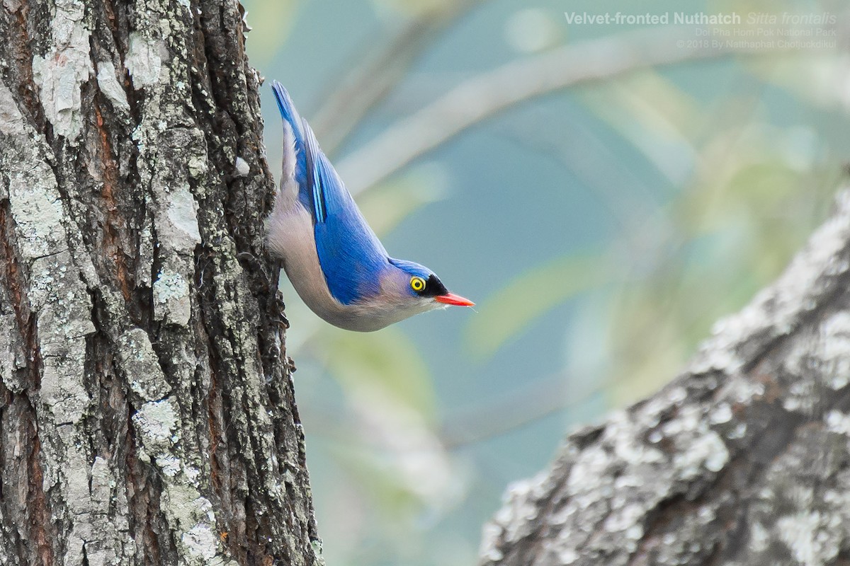 Velvet-fronted Nuthatch - ML89843771