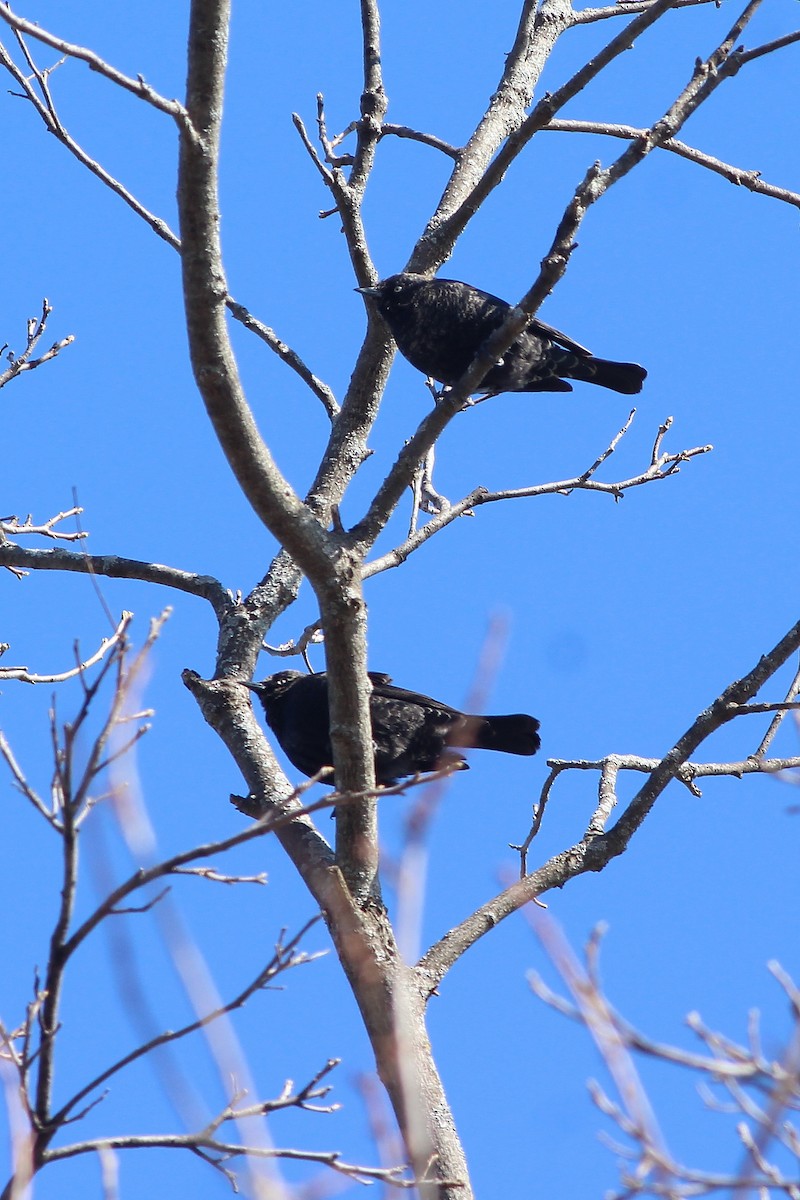 Rusty Blackbird - ML89844511