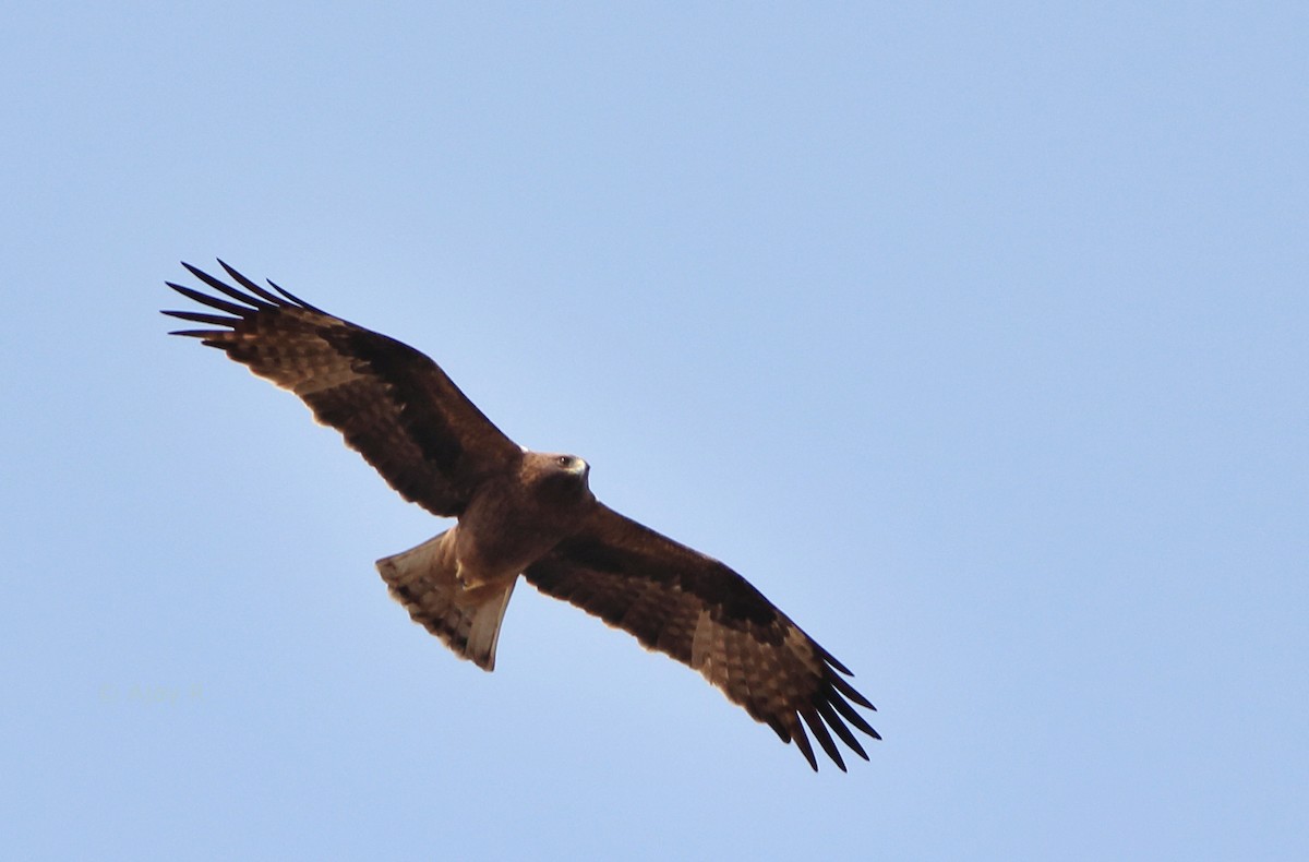 Booted Eagle - ML89845181