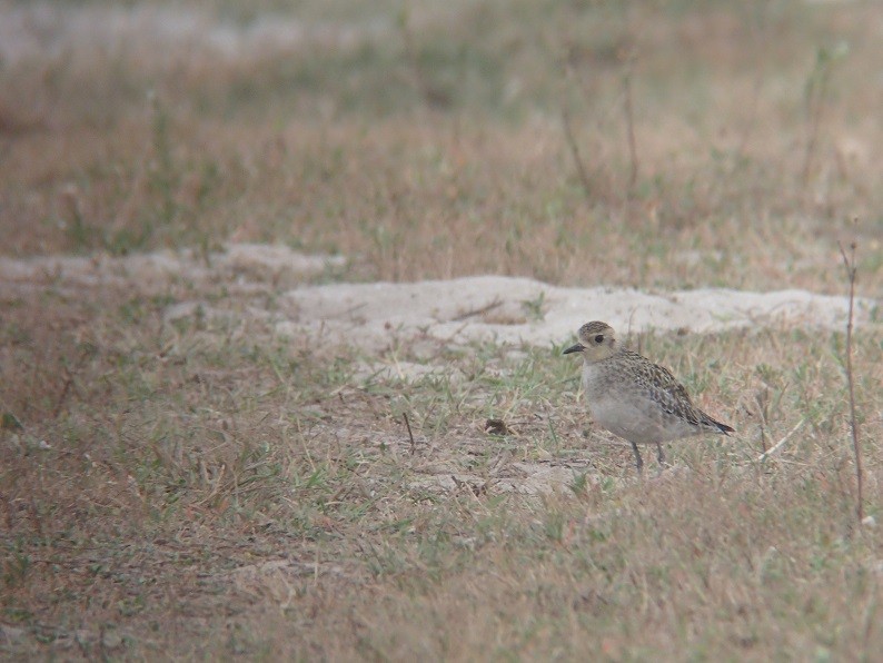 European Golden-Plover - ML89846611