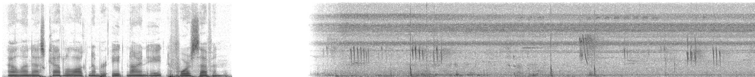 Weißbandschwalbe - ML89847