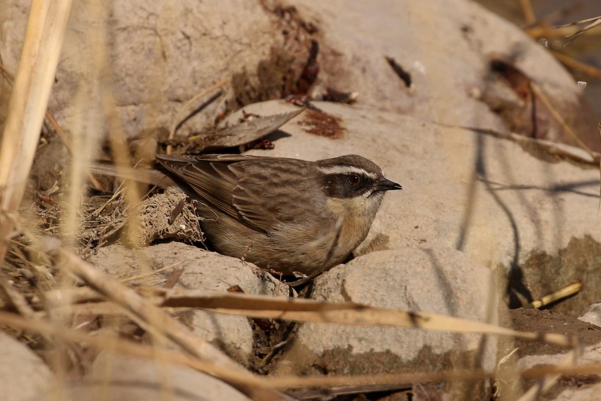 Brown Accentor - ML89847491