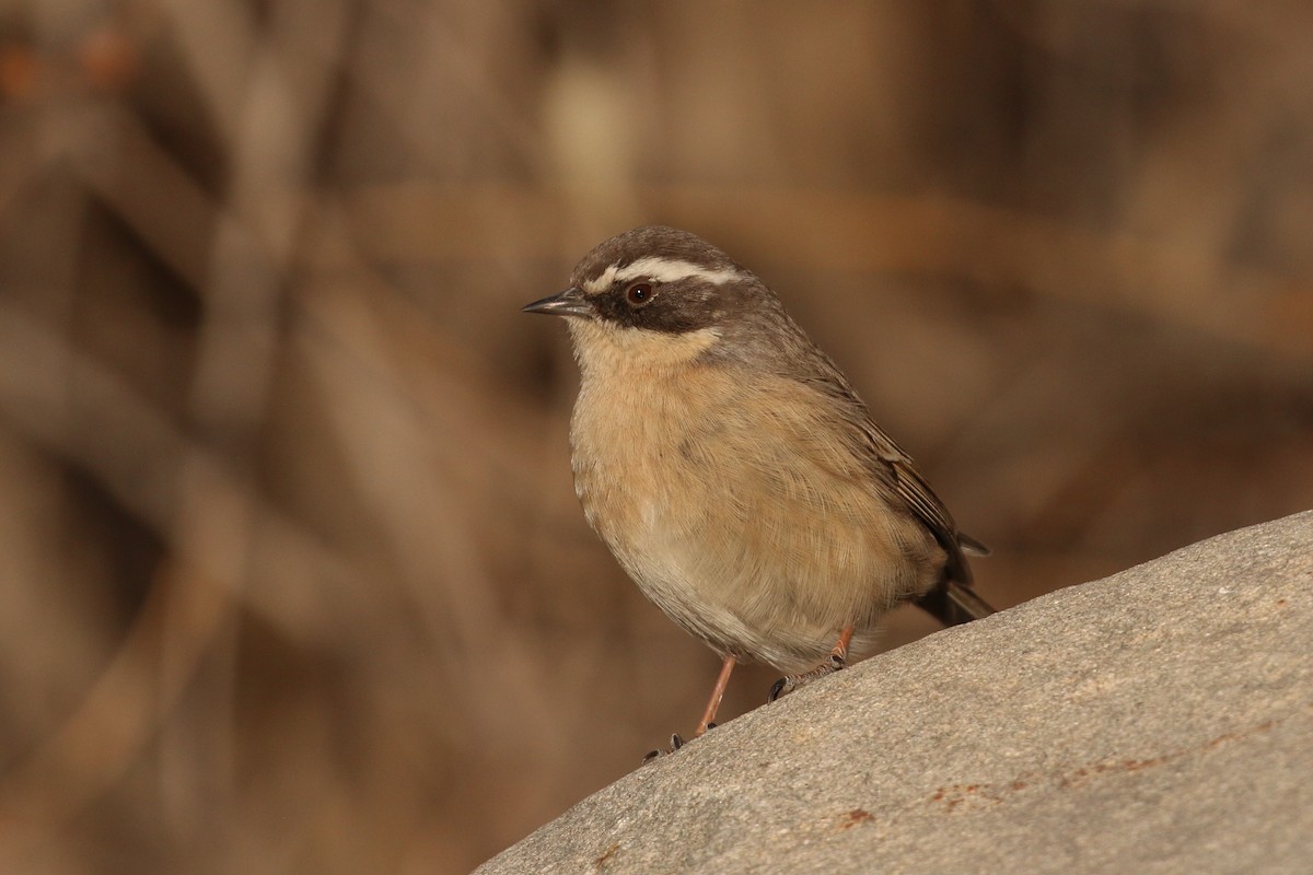 Brown Accentor - ML89847501