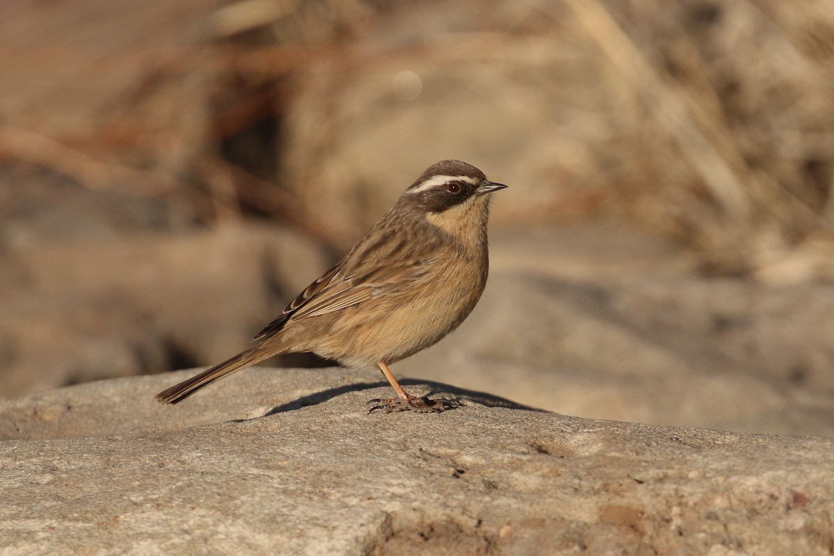 Brown Accentor - Tommy Pedersen