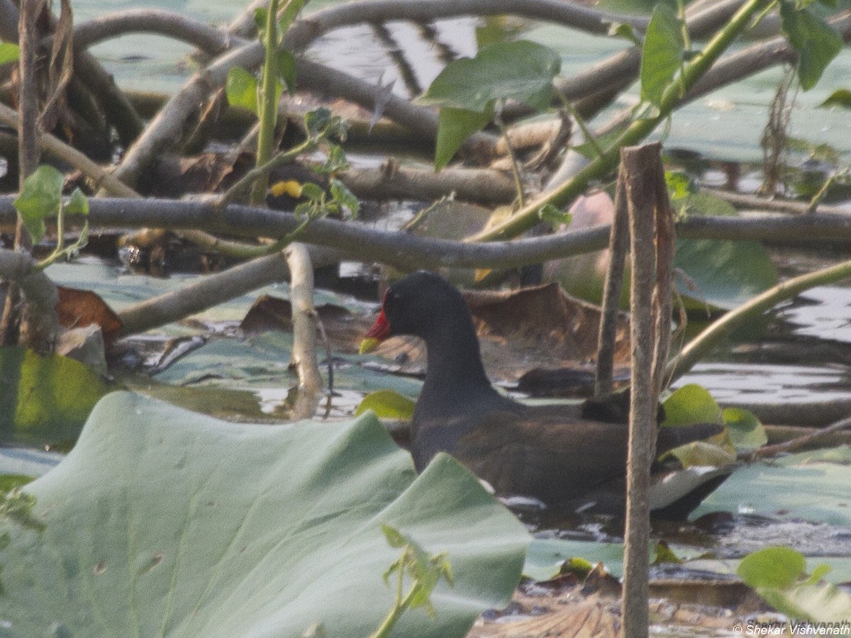 Eurasian Moorhen - ML89849251