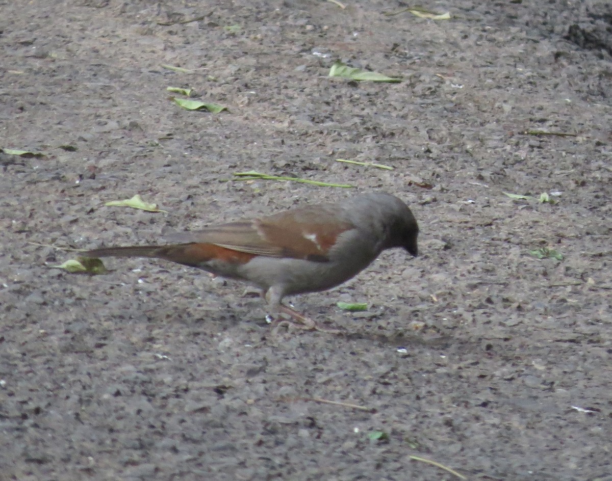 Moineau de Swainson - ML89850251