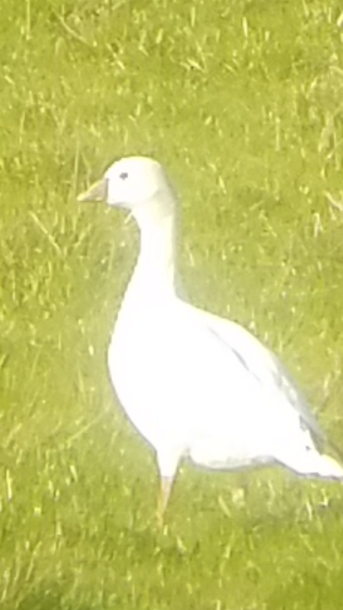 Ross's Goose - ML89850561