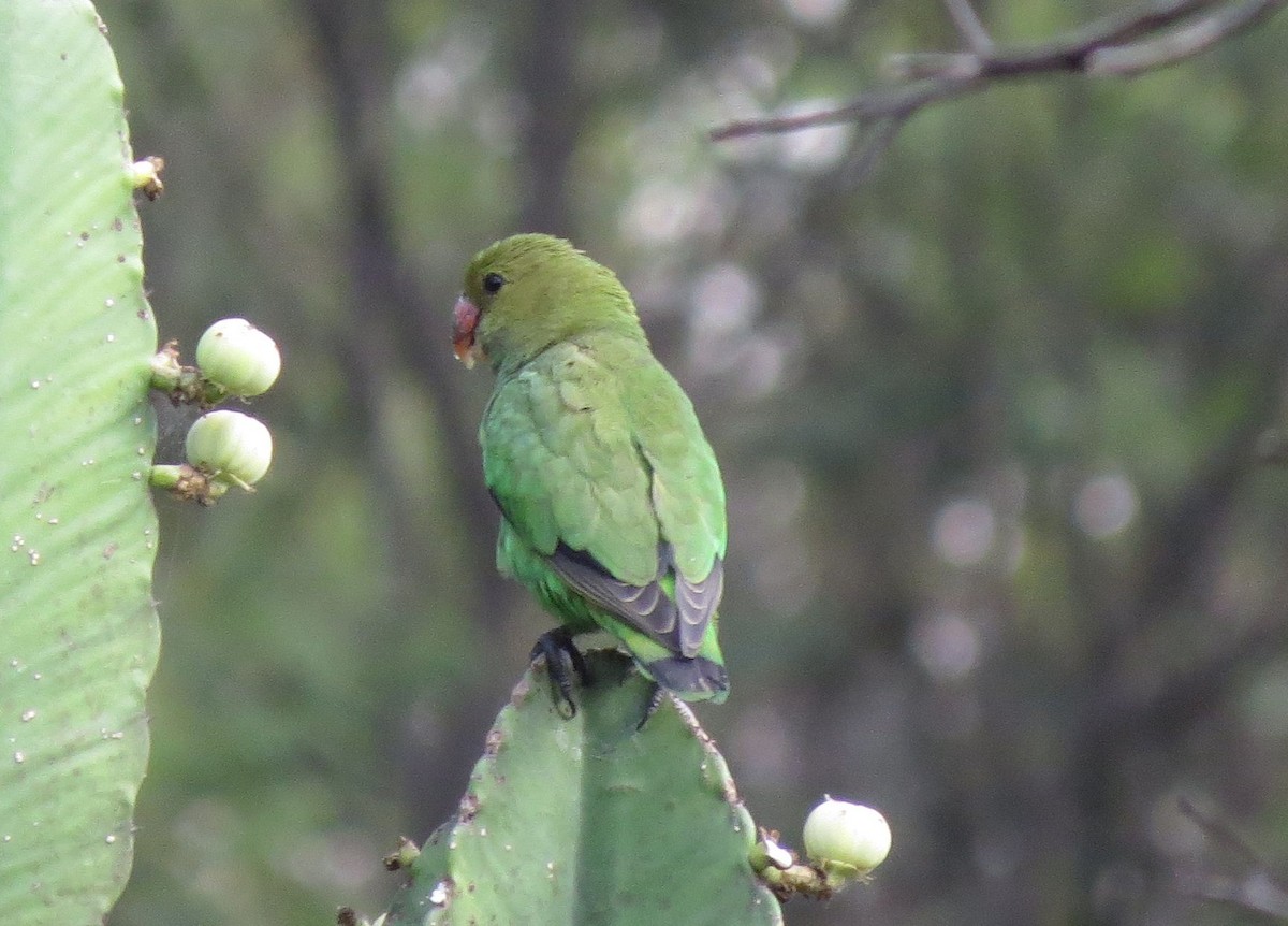 Black-winged Lovebird - Karen Halliday