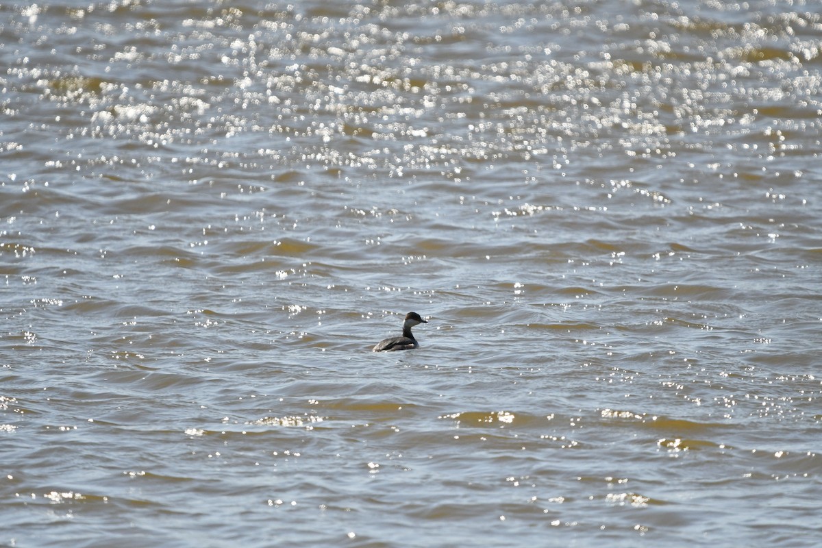 Horned Grebe - ML89853861