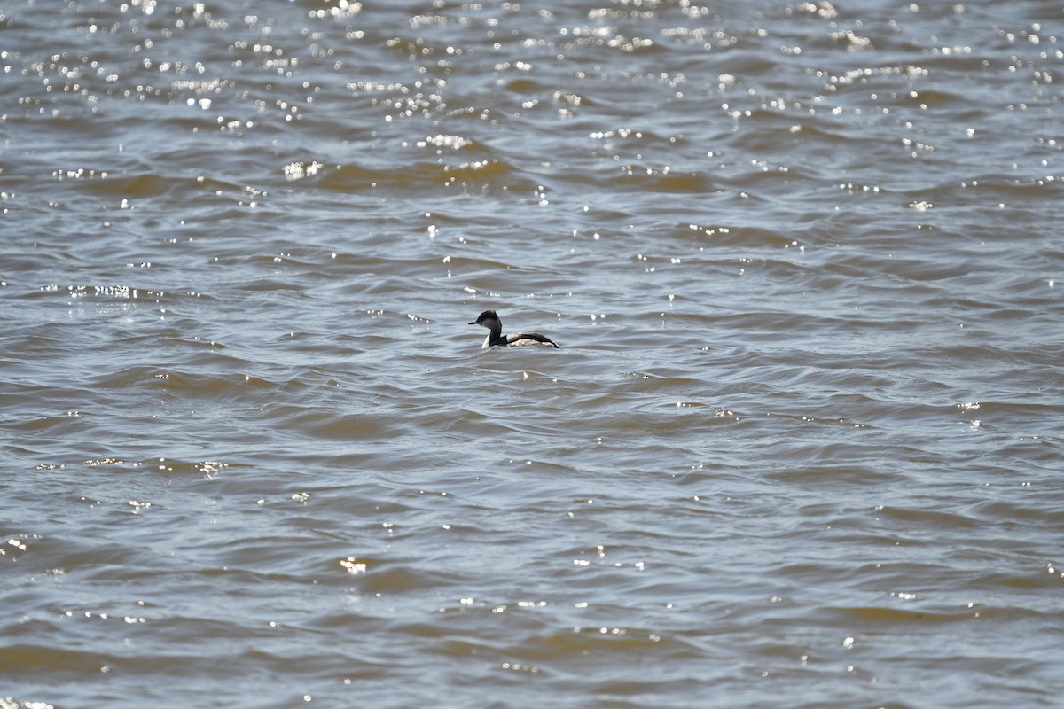 Horned Grebe - ML89853871