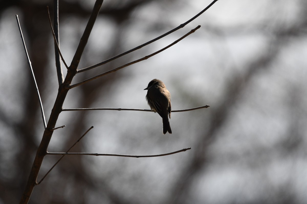 Eastern Phoebe - ML89854011