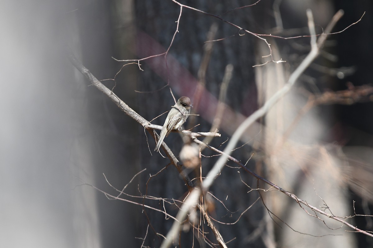 Eastern Phoebe - ML89854031