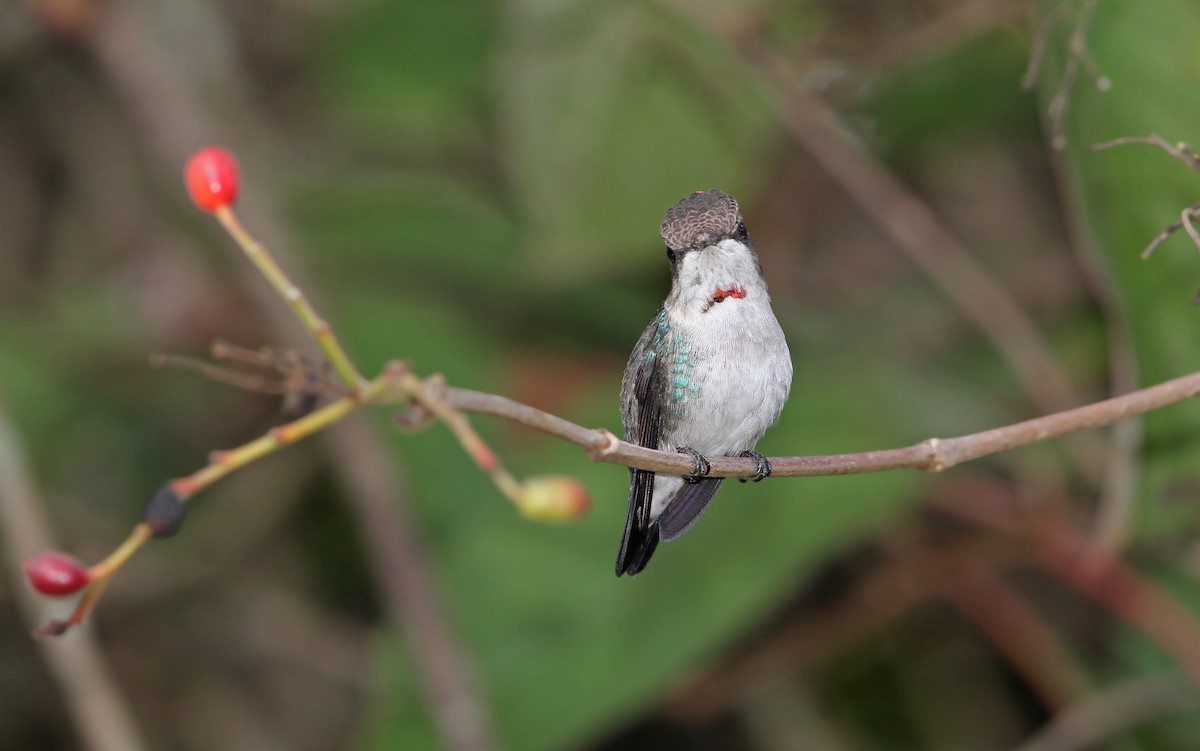 Bee Hummingbird - ML89854151