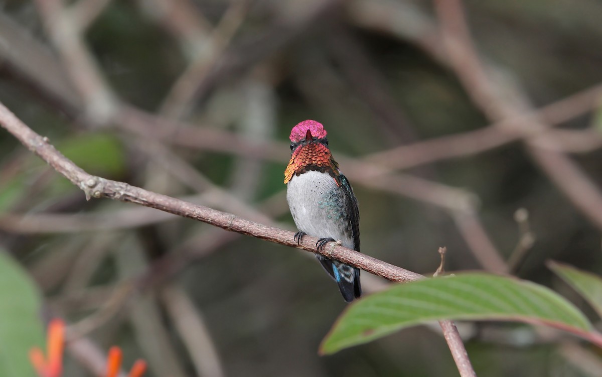 Bee Hummingbird - ML89854161