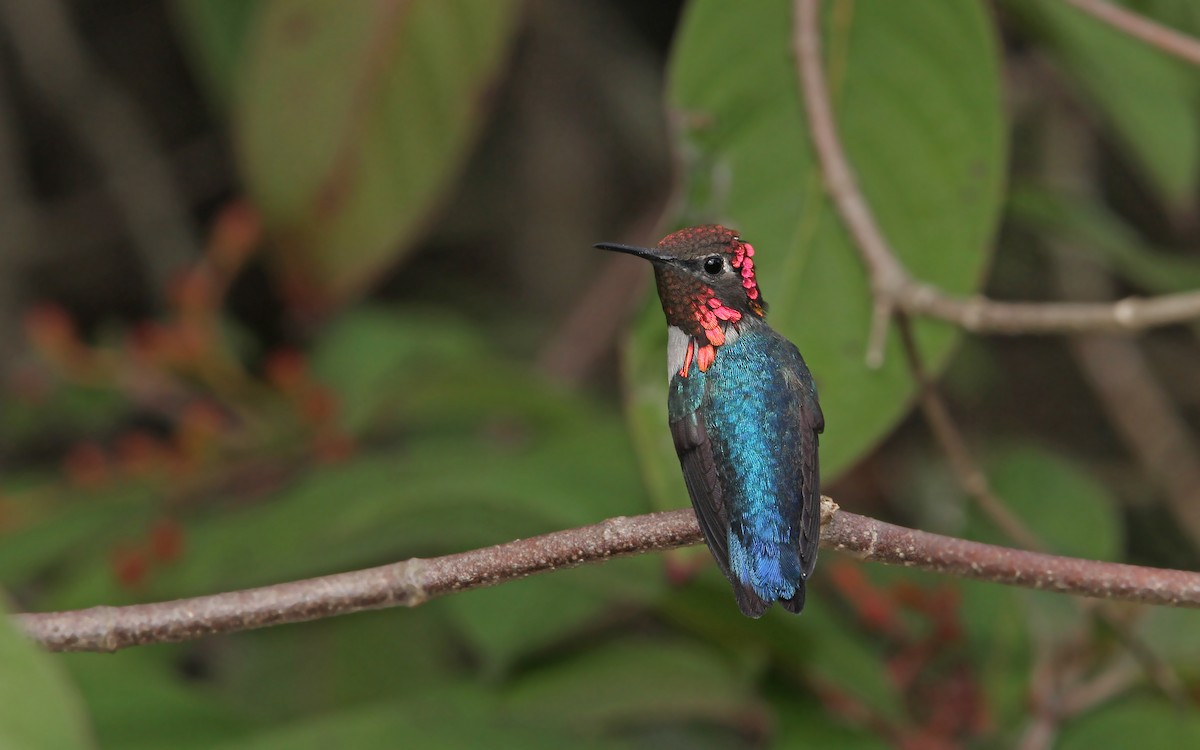 Bee Hummingbird - ML89854171