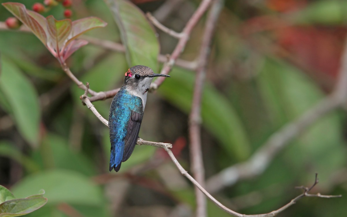 Colibrí Zunzuncito - ML89854191