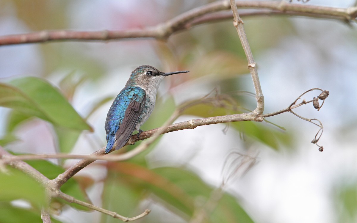 Colibrí Zunzuncito - ML89854221