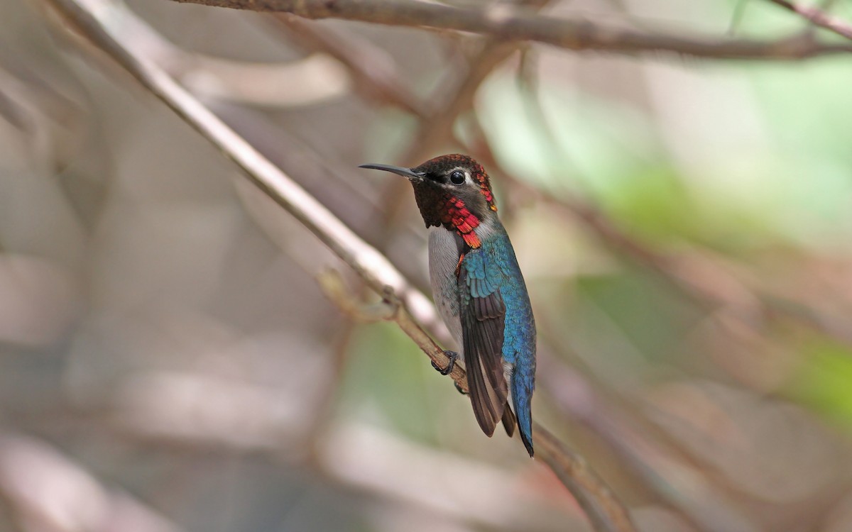 Colibrí Zunzuncito - ML89854251