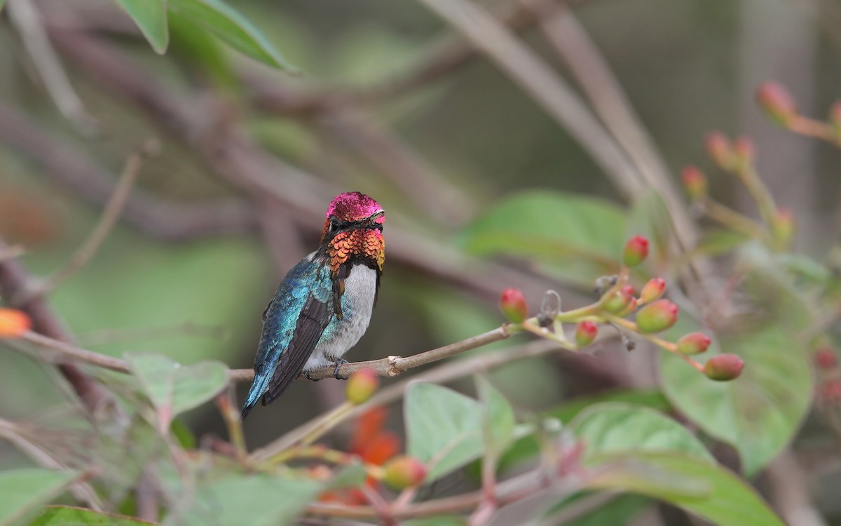 Colibrí Zunzuncito - ML89854271