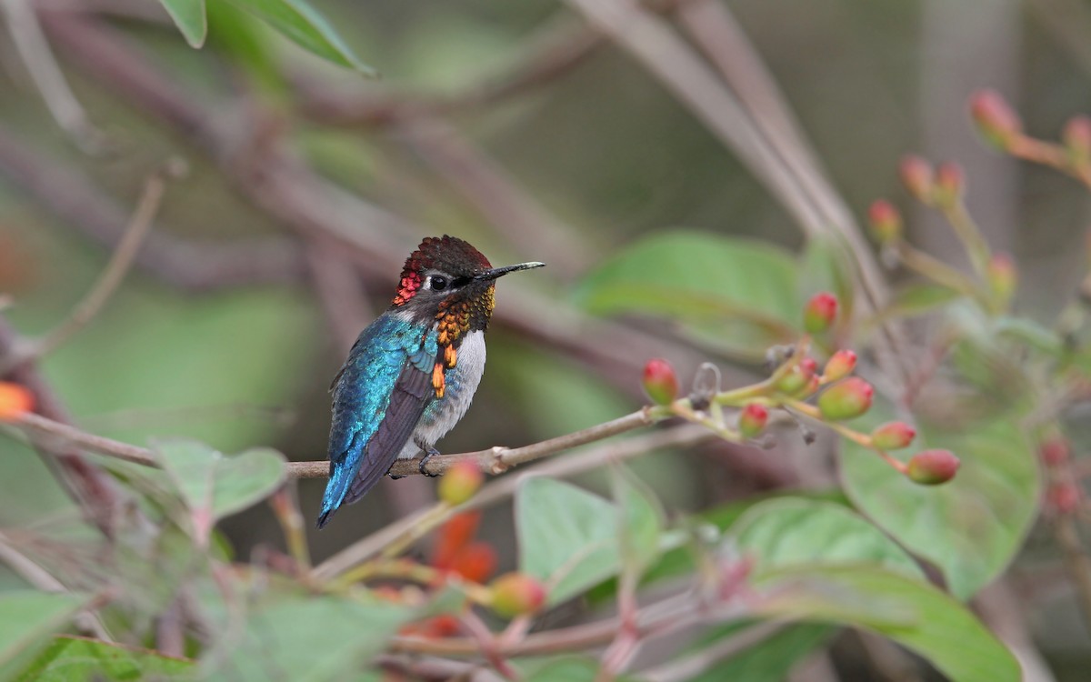 Colibrí Zunzuncito - ML89854291