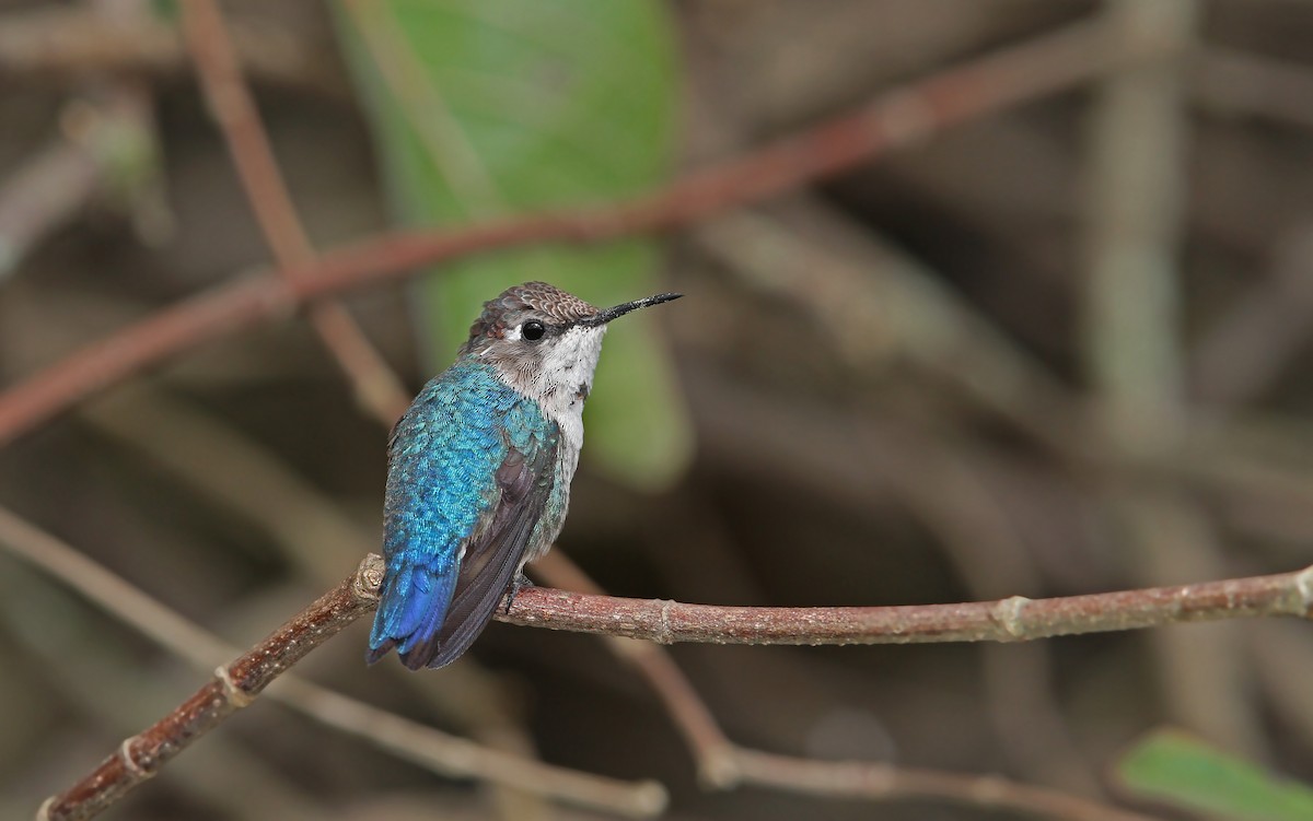 Colibrí Zunzuncito - ML89854321