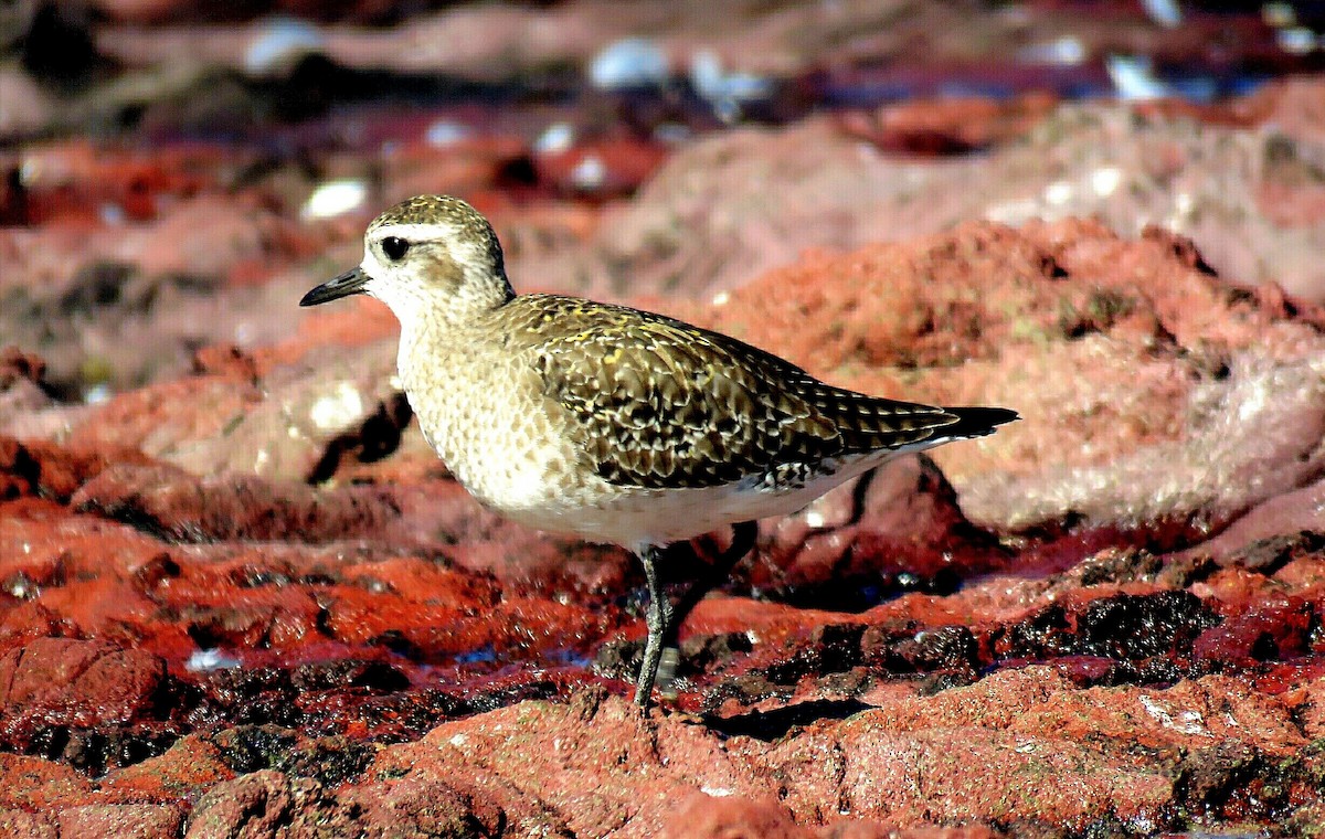 American Golden-Plover - ML89854691