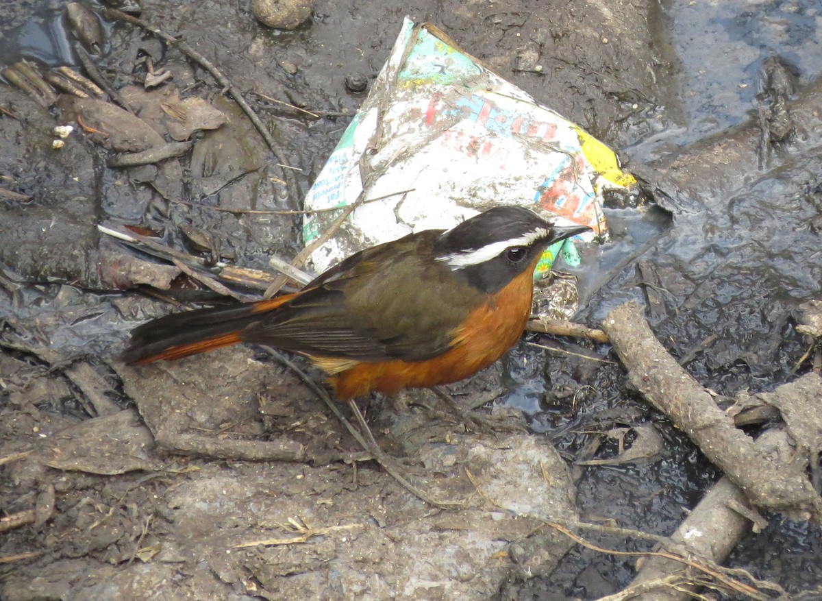 Rüppell's Robin-Chat - Karen Halliday