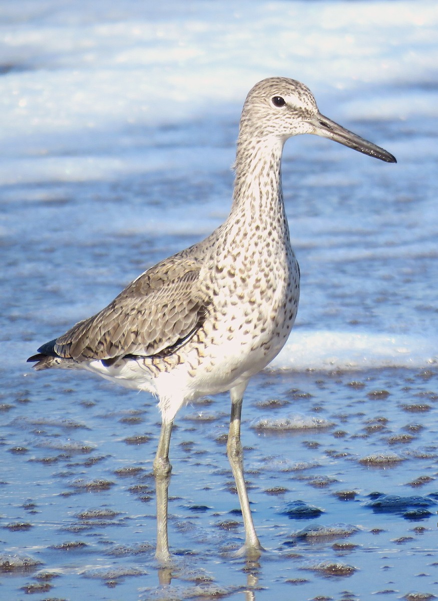 Willet - ML89854741